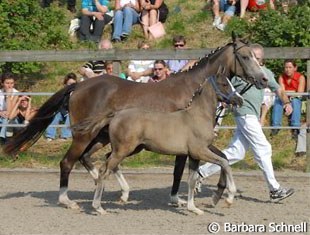 Foal by Dornik x Power and Paint