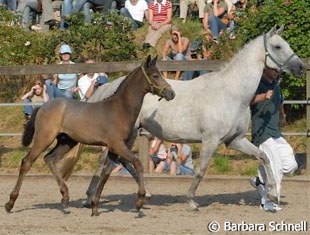 Foal by Prometheus B