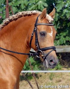 Former European Pony Champion Golden Dancer