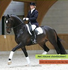 Mirelle van Kemenade on Vivaldo