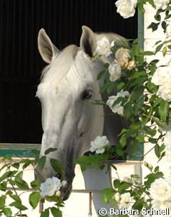 Spanish team horse Invasor enjoying the sun at Jan Bemelmans' place in Krefeld