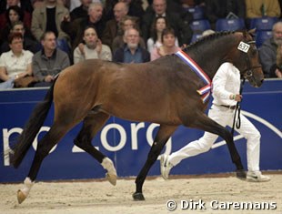 Wamberto (by Rousseau x Voltaire) :: Photo © Dirk Caremans