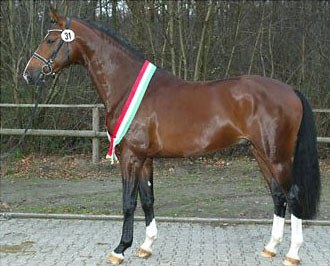 Estobar, Champion of the 2006 Westfalian Stallion Licensing