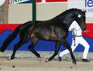 Ferrero at the 2006 NRPS Stallion Licensing :: Photo © Sandra Nieuwendijk