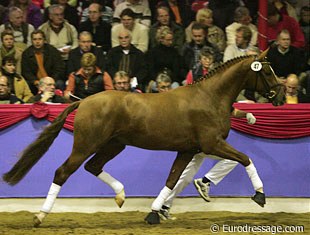 This Donnerschwee x Rohdiamant x Tin Rocco x Kronprinz xx could make a superb dressage horse