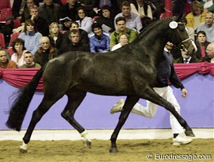 The Hanoverian premium stallion Rosentanz (by Rohdiamant x Sao Paulo)