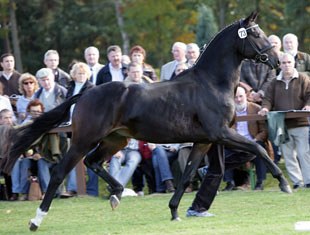 Wizenzo (by Wolkentanz I x Sherlock Holmes)