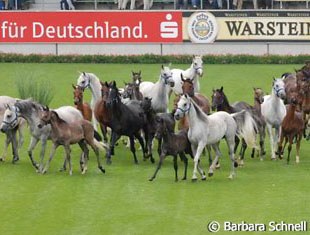 The horse is central to the WEG. From foal to sport horse