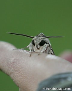 The photographers got a visit from the biggest moth I've ever seen. With its wings spread, the creature had a width of almost 10 centimeters. Look at that face.Yuk!