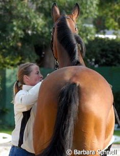 Isabell Werth preparing Satchmo for a lunge session