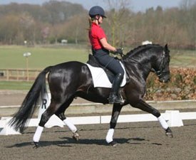 Top Chablis in training at Addington