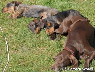 And this is what dogs think about dressage