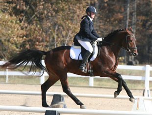 Fifth: Fielding, a 2004 Fred Astair/Lessing stallion owned and bred by Kate Palmquist, Rockbridge Bath, VA