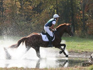 Tenth: Highlight, a 2004 His Highness/Lauries Crusador xx stallion owned by Oak Hill Ranch, Folsom, LA