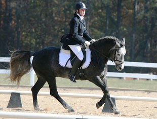 The event's final participant was the Connemara pony stallion Wildwych Eclipse (Glenmoriston FK/Aran Milano), owned by Max and Lisa Gerdes, Brownsvalley, CA, who successfully completed the Test for Pony Stallions with a 71.25%