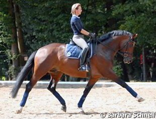 Katja Camp and the lovely Kasimir doing a training round -- unfortunately, the Trakehner injured himself in his stall half an hour after these shots were taken, and the Championat was over for him