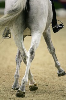 The legs of Blue Hors Matine