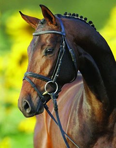 Bravissimo (by Belissimo M x Lord Sinclair)