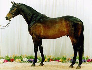 Blue Hors Hertug