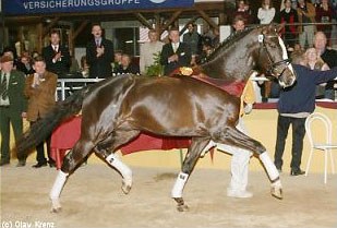 Don Diamond, champion of the 2007 South German Stallion Licensing