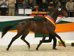 Grand Passion, champion of the 2007 Trakehner Stallion Licensing