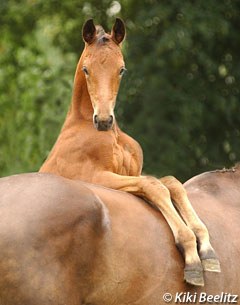 The 2017 Oldenburg Summer Meeting: a Breeders Course where you Learn from the Best :: Photo © Kiki Beelitz