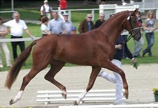 Rebelle, Champion ofthe 2007 Oldenburg Elite Mare Show in Rastede :: Photo © Ridehesten.com