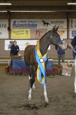 Foal Champion Luxus (by Florencio x Bolero)
