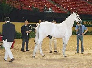 Blue Hors Matine at the 2007 World Cup Finals' vet check