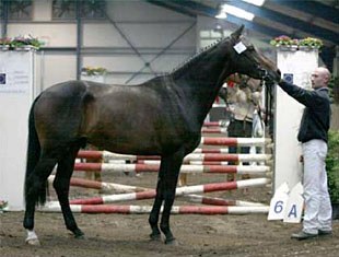 Adjan, champion of the 2008 AES Stallion Licensing