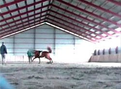 Christine W. abusing a horse by wipping him continuously on the lunge line