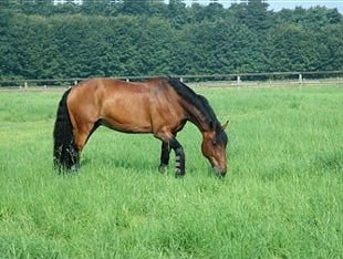 Afrikka retired to the field