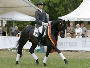 Elfado at the 2008 Trakehner Championships in Hanover :: Photo © Stefan Lafrentz
