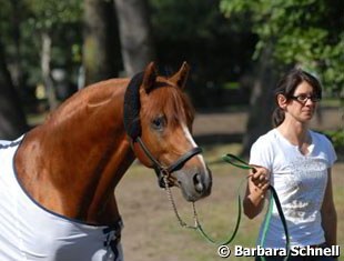 Kienbaum's trainer taking Going East for a stroll