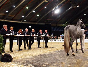 The 2008 Danish warmblood stallion licensing in Herning