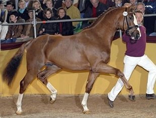 Sir Nymphenburg, champion of the 2008 South German Stallion Licensing