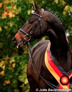 Iskander at the 2008 Trakehner Stallion Licensing :: Photo © Jutta Bauernschmitt