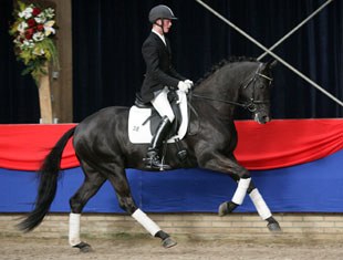 Don Jovi at the 2008 NRPS Stallion Licensing :: Photo © Sandra Nieuwendijk