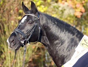 De Niro, Hanoverian Stallion of the Year 2008