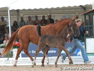 Ella & Elvis' new nephew (by Dancier) run in hand by Tessa Pfeil (Christian's daughter)