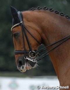 Horse with mouth open and tongue blue