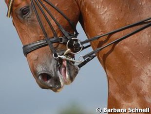 This horse also has his mouth and tongue blue. Trained by the same person