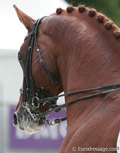 Camille Judet-Cheret's Mister Grand Champ