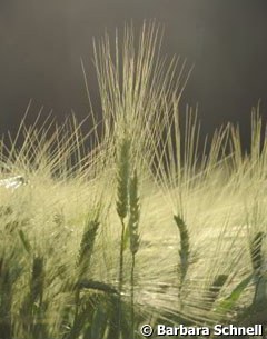 The "Fields of Gold" next to the parking lot in Balve