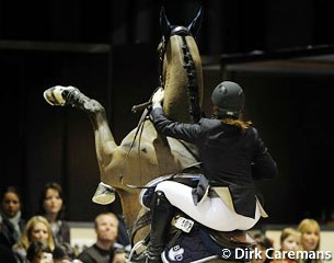 Dangerously rearing stallion :: Photo © Dirk Caremans