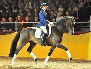 Gestüt Lohmühle's Baden Wurttemberger stallion Chat Qui Rit de L by Chico's Boy x Cadillac x Ricardo)