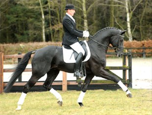 Johannes Westendarp on Lone Boegh Henriksen's Hanoverian licensed stallion Hoftanz (by His Highness x Rotspon) :: Photo © Kiki Beelitz