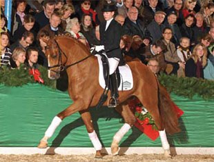 Lehmann at the Gestut Gronwohldhof Stallion Show