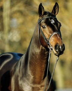 Lorenzio (by Londonderry x Pik Senior)