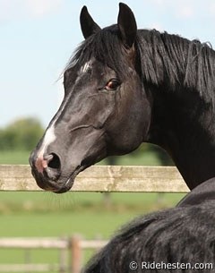 De Noir (by De Niro x Matcho AA) :: Photo © Ridehesten